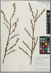 Foto von Salix arbusculoides Andersson